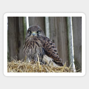 Fledgling Kestrel Sticker